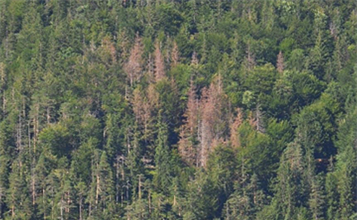 Borkenkäfer – Wälder jetzt gründlich kontrollieren! Befallene Bäume entfernen! Energieholz-Haufen verhacken!